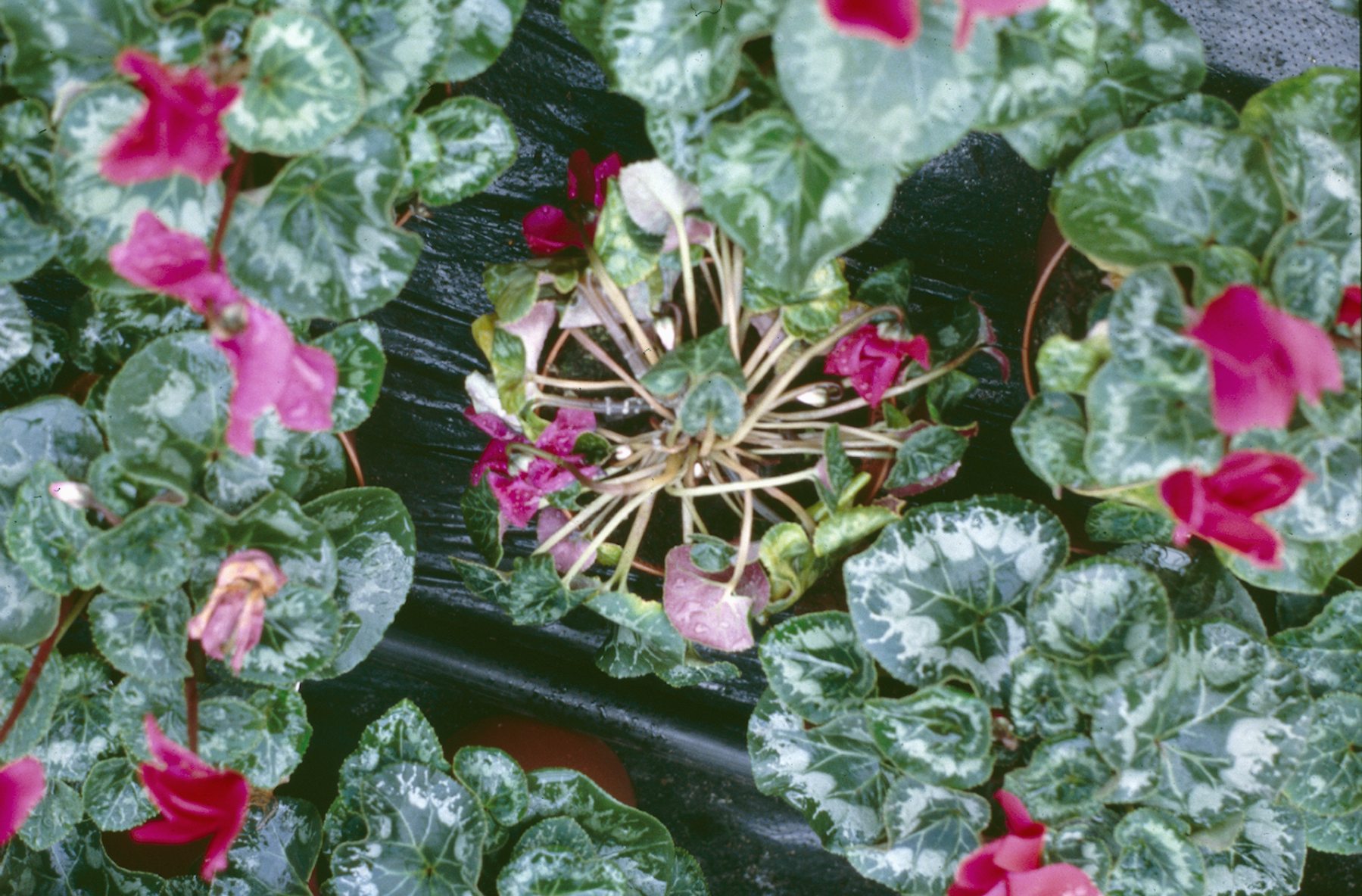 Remove diseased plants promptly. Courtesy and copyright ADAS Horticulture.